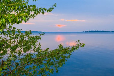 closeup kavak ağacı dalı günbatımında bir göl kıyısında