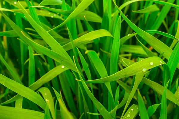 Closeup Zelené Trávy Vodou Kapky Fresf Letní Přírodní Pozadí — Stock fotografie