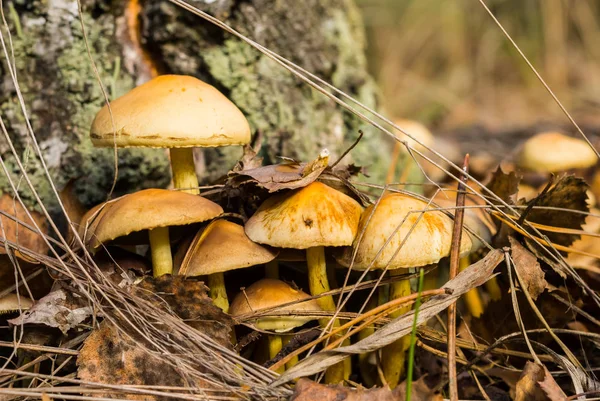 Närbild Fuktig Svamp Svamp — Stockfoto