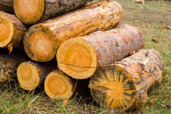 Closeup Heap Pine Tree Trunk — Stock Photo, Image