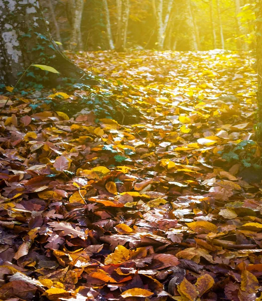 Крупный План Красные Сухие Листья Осеннем Лесу — стоковое фото