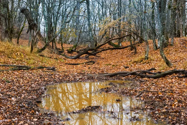 Csendes Őszi Erdő Vörös Levelek — Stock Fotó