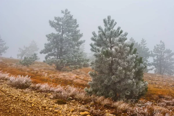 丘の斜面に霧の中で松の森 — ストック写真