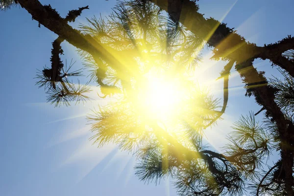 Mavi Gökyüzü Arka Plan Ağaç Dalı Siluet Aracılığıyla Güneş Push — Stok fotoğraf