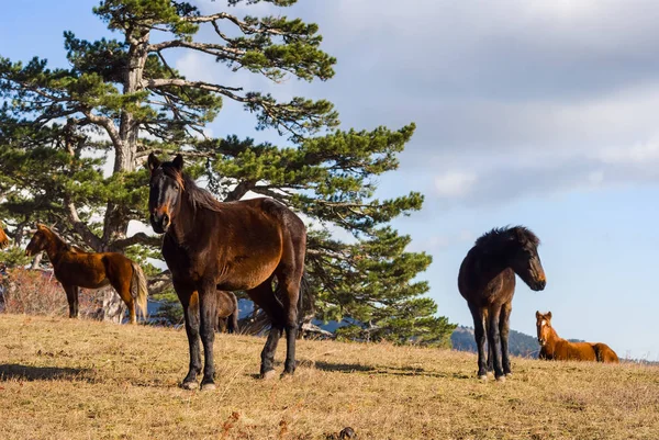 Brązowe Konie Pastwisku — Zdjęcie stockowe