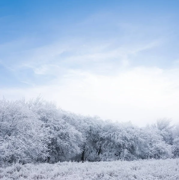 冬の積雪森林 冬の風景 — ストック写真