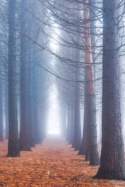 Herbst Kiefernwald Blauen Nebel — Stockfoto