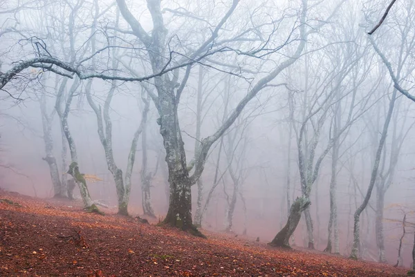 Calme Automne Plage Forêt Dans Brume Bleue — Photo