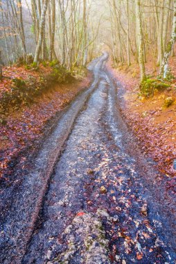 kirli yere yol Sonbahar Ormanı