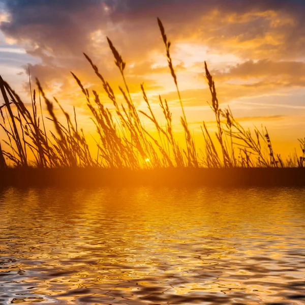 Herbe Sèche Des Prairies Reflétée Dans Étang Coucher Soleil — Photo