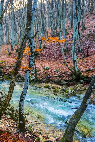 Rzeka Pędzi Przez Jesień Las Góry — Zdjęcie stockowe