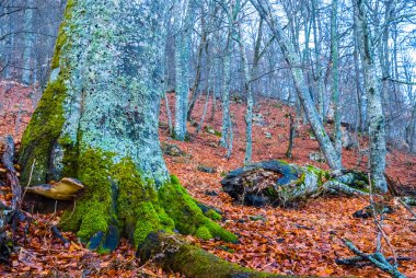 Sonbahar Orman tarafından bir yosun ağacında kuru yapraklarla kaplı