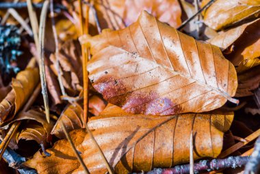tatlı kırmızı kuru sonbahar yaprakları, doğal arka plan