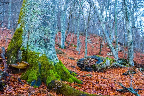 Sonbahar Orman Tarafından Bir Yosun Ağacında Kuru Yapraklarla Kaplı — Stok fotoğraf