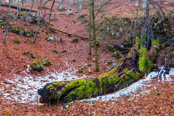 Floresta Outono Com Folhas Secas Árvore Morta Caída — Fotografia de Stock