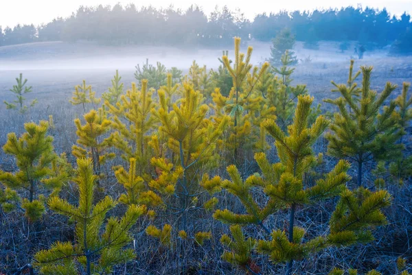 Orman Glade Ile Küçük Çam Ağacı Bir Sis Içinde — Stok fotoğraf