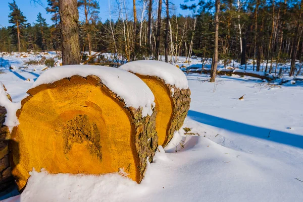 冬季冰封森林中的松树木堆 — 图库照片