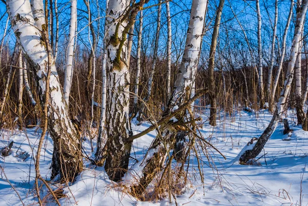 Winter Birkenwald Szene Strahlend Sonnigen Tag — Stockfoto