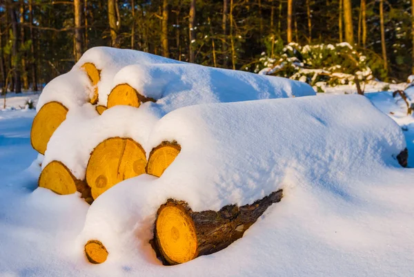 Närbild Högen Tallen Logga Snö Vintern Skogslandskapet — Stockfoto