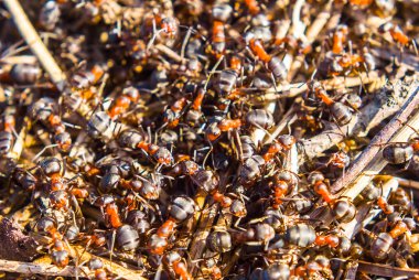 Karıncalar bir ot, kalabalık