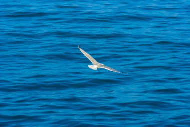 beyaz martı sinek mavi deniz