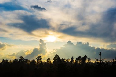 çam ormanı üzerinde dramatik günbatımı