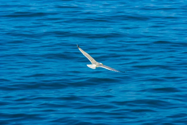 beyaz martı sinek mavi deniz