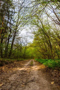 toprak yol yeşil orman yoluyla