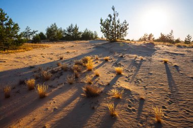 bir kum üzerinde gün batımı, uzun gölgeler, kumlu çayır