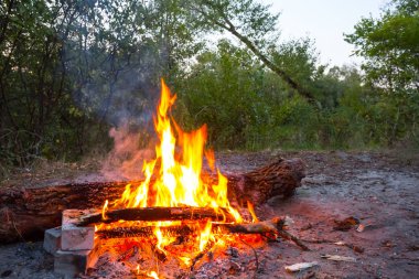 bir ormandaki closeup kamp ateşi