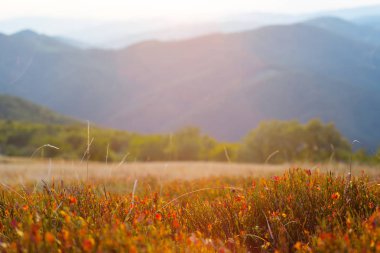 bir dağ çayır de akşam göster