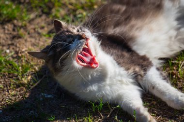 tatlı kedi oyun toprağa