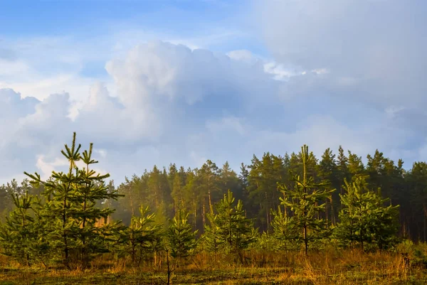 Groen Dennenbos Onder Een Bewolkte Blauwe Hemel — Stockfoto