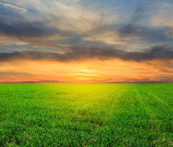 Green Rural Field Dense Clouds Sunset — Stock Photo, Image