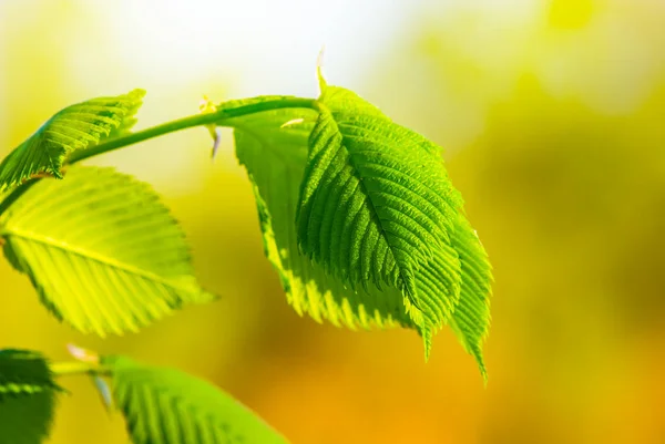 Closeup Yeşil Taze Ağaç Dalı Yaprakları Ile — Stok fotoğraf