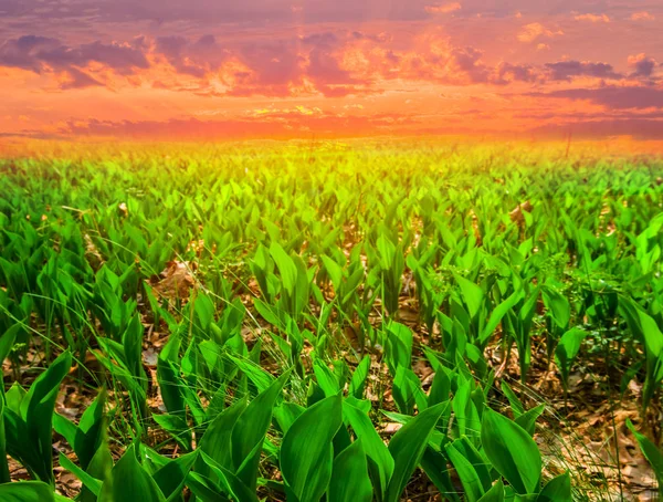 lily of the valley field at the red dramatic sunset