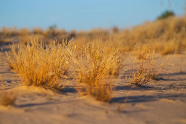 Närbild Högen Vilda Prärien Gräs Sand — Stockfoto