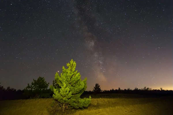 Nachtopname Pijnboom Onder Een Prairie Onder Een Melkweg — Stockfoto