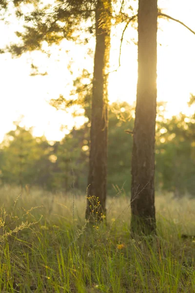 Ruhiger Sommerwald Bei Sonnenuntergang — Stockfoto