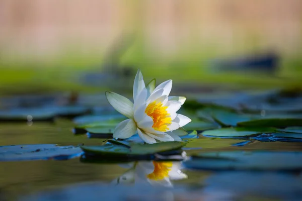 Gros Plan Belle Nénuphar Flottant Dans Lac — Photo