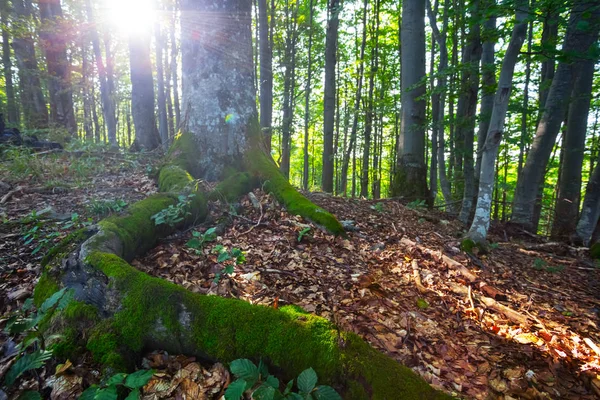 在太阳光线下登上斜坡上的山毛榉森林 — 图库照片