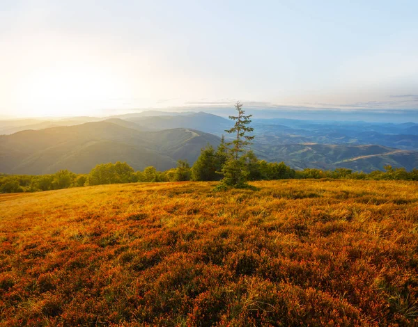 Sommet Mont Dans Herbe Rouge Coucher Soleil — Photo