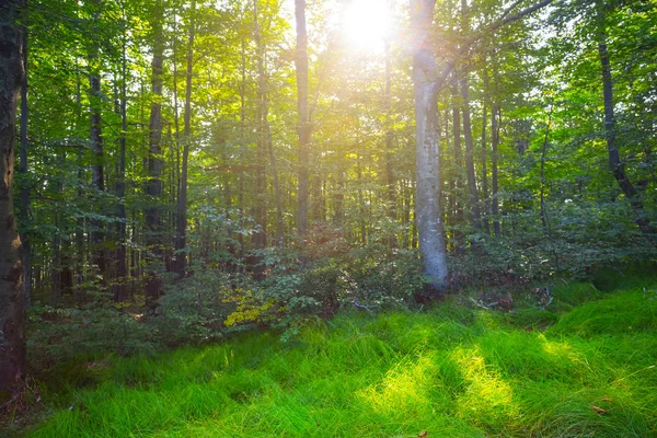 美丽的绿色森林在闪耀的阳光照耀下的林间空地 — 图库照片