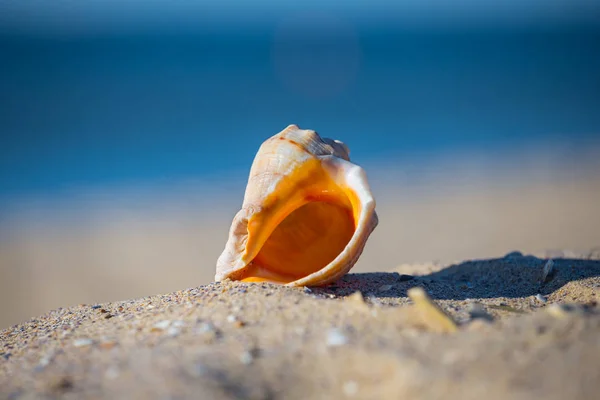 Closeup Θαλάσσια Κέλυφος Ψέμα Μια Αμμώδη Παραλία — Φωτογραφία Αρχείου