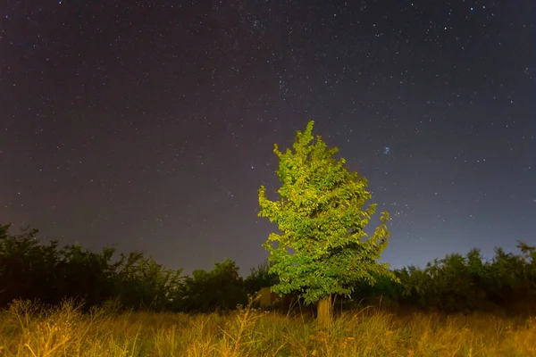 Sozinho Árvore Céu Noite Fundo Cena Noturna — Fotografia de Stock