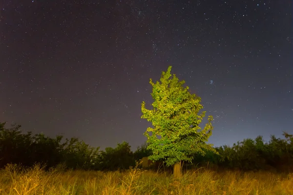 Árbol Solo Fondo Del Cielo Nocturno Escena Nocturna — Foto de Stock