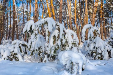 güzel kış çam ağacı orman içinde bir kar