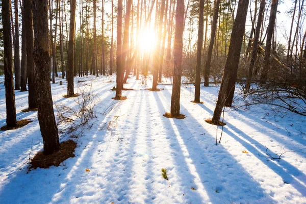 Invierno Bosque Nevado Atardecer —  Fotos de Stock