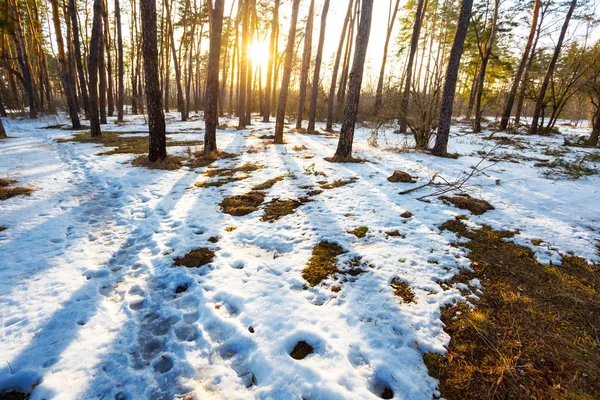 Cena Inverno Floresta Pinheiro Uma Neve Pôr Sol — Fotografia de Stock