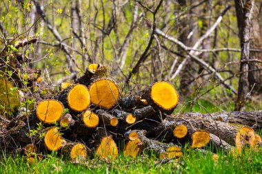 çam ağaç gövdesinde bir orman glade yığını